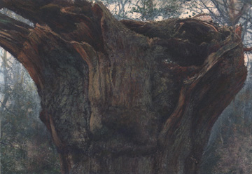 Burnham Beeches tree study
